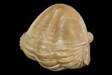 Wide, Enrolled Asaphus Trilobite - Russia #126156-2